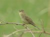 Grasshopper Warbler at Two Tree Island (Steve Arlow) (68464 bytes) Grasshopper Warbler at Two Tree Island (Steve Arlow) (68464 bytes)